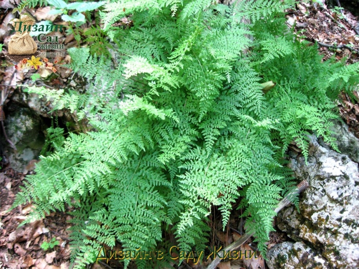 Пузырник судетский папоротник