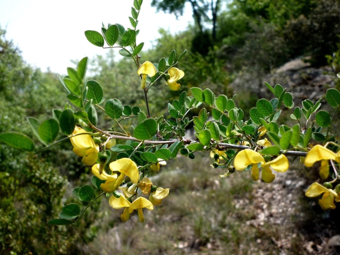 Colutea arborescens