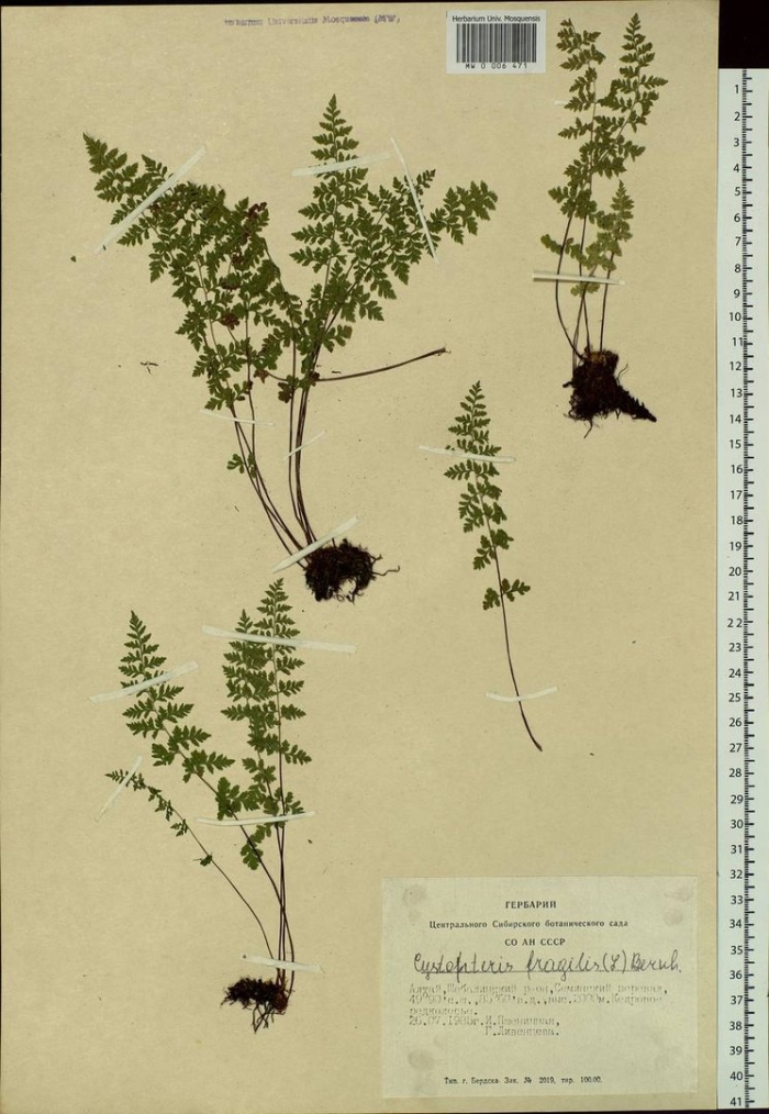 Cystopteris fragilis