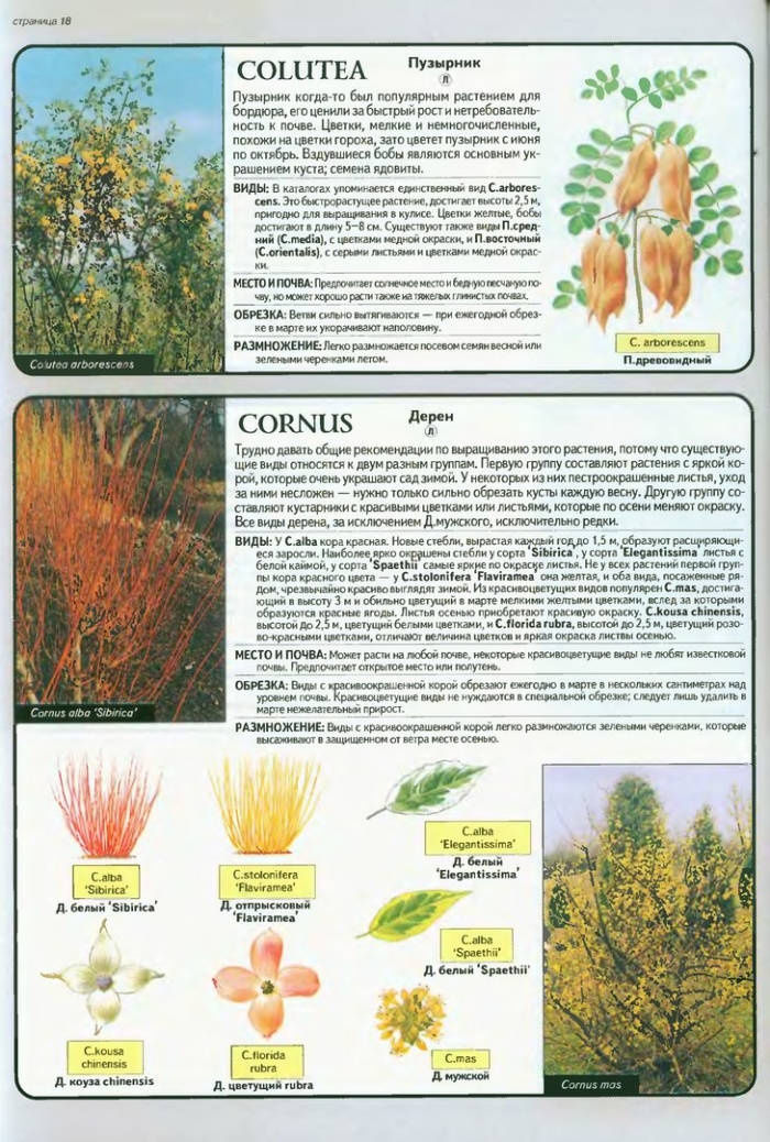 Ива salix alba 'vitellina'.