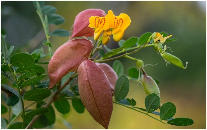 Пузырник древовидный