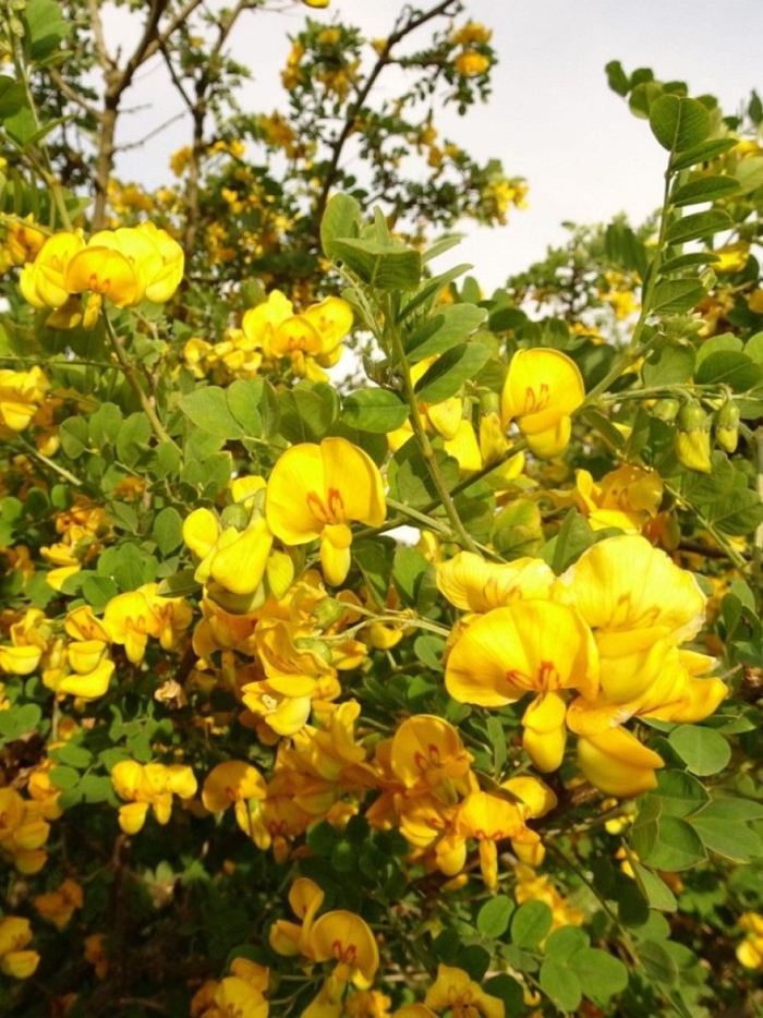 Кассия узколистная