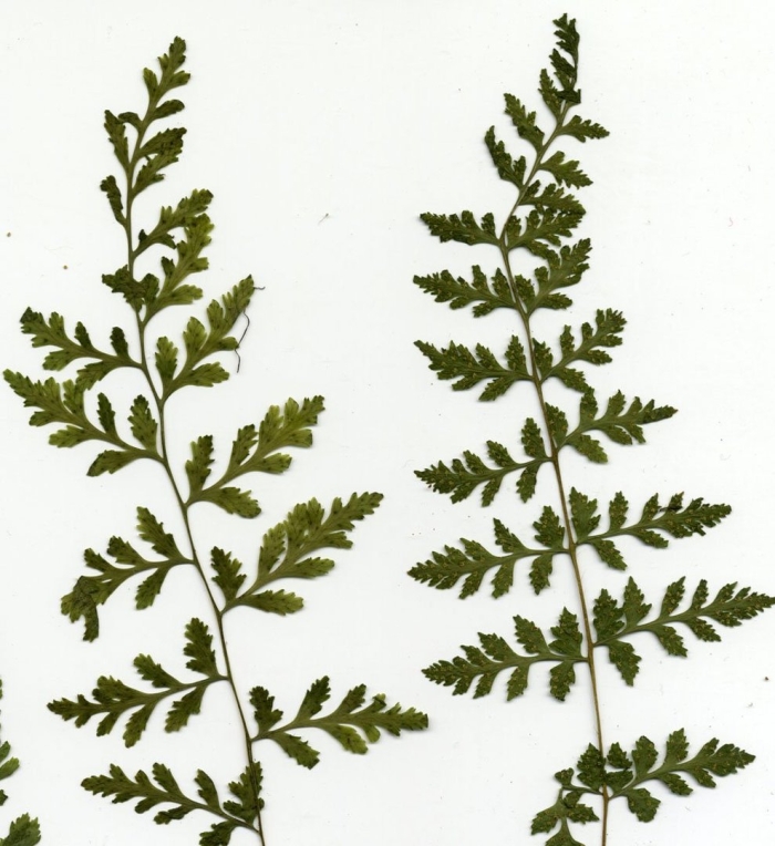 Пузырник папоротник