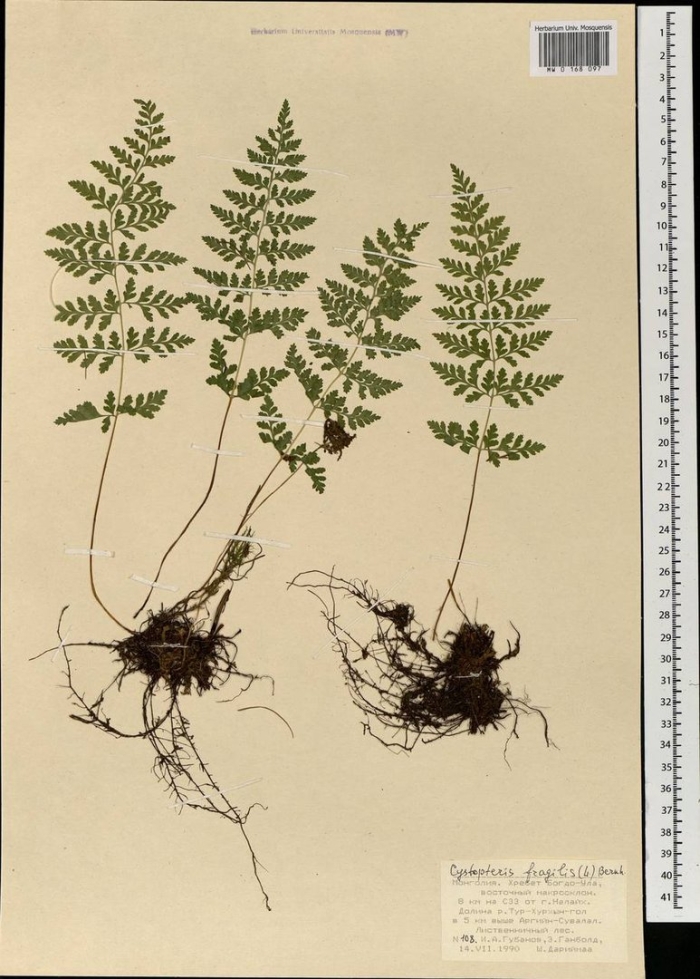 Пузырник судетский