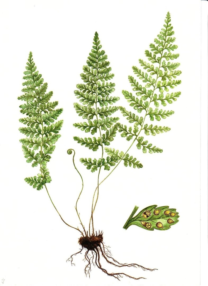 Щитовник гребенчатый