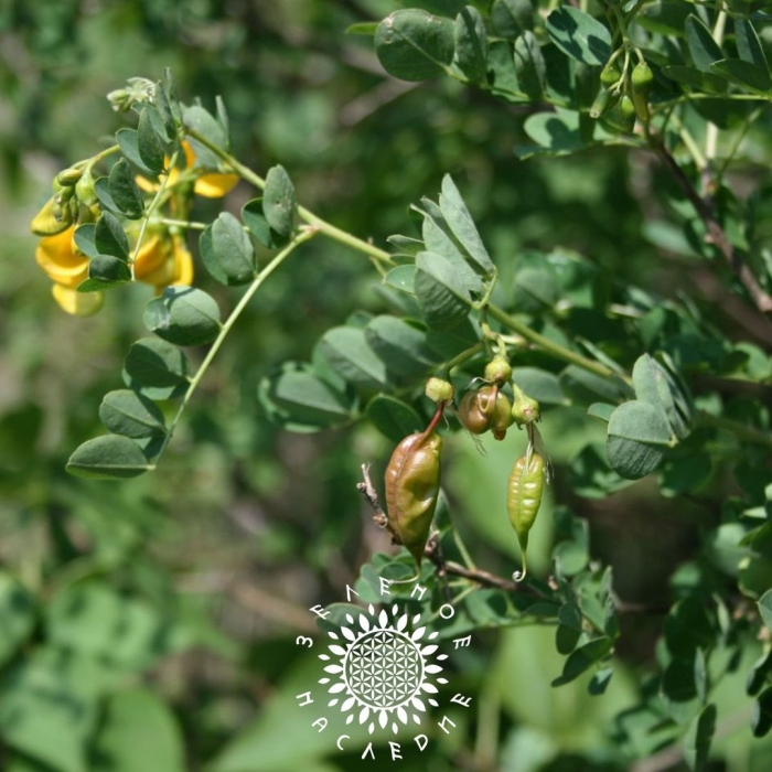 Семена пузырник древовидный