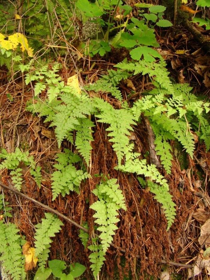 Cystopteris tennesseensis