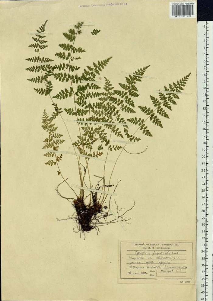 Пузырник папоротник