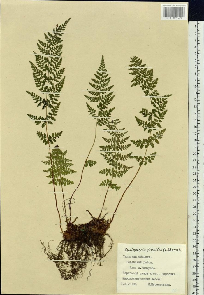 Cystopteris fragilis