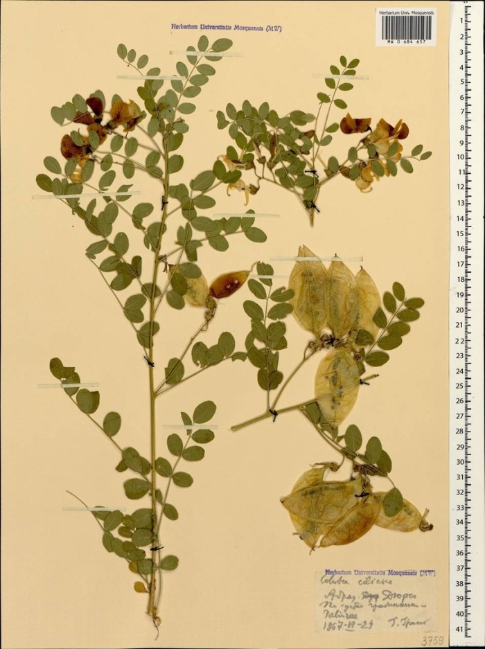 Lathyrus japonicus willd.