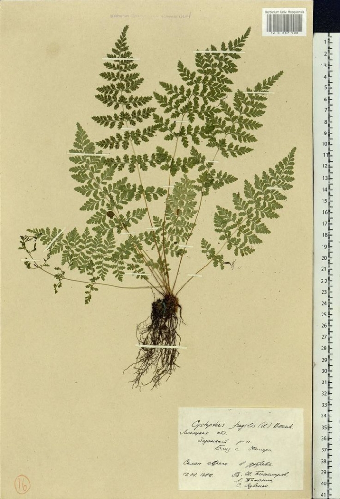 Cystopteris fragilis