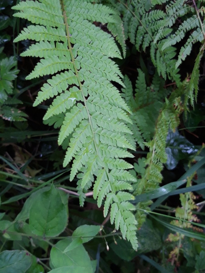 Polystichum tripteron