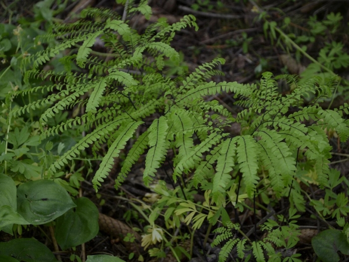 Папоротник адиантум стоповидный