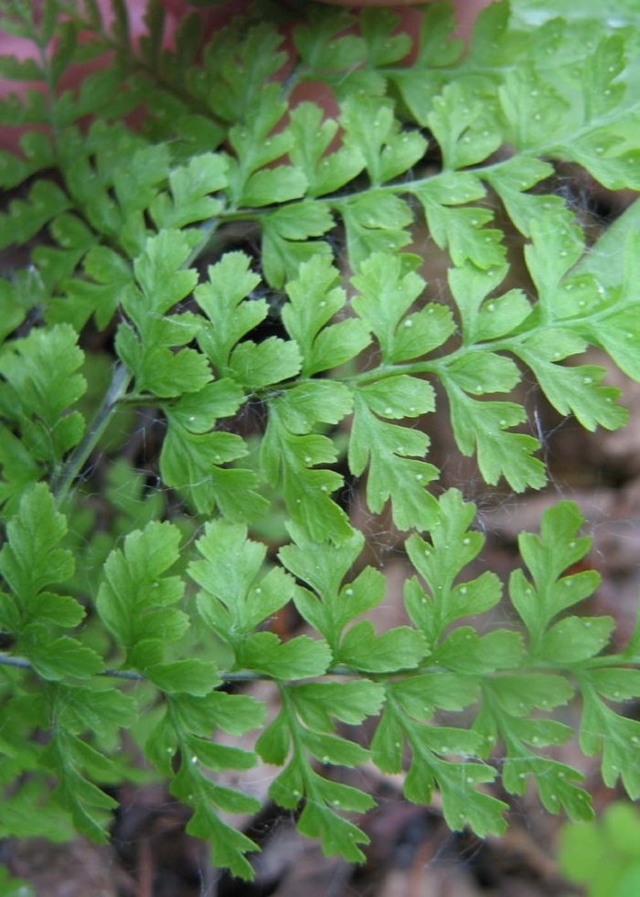 Asplenium onopteris