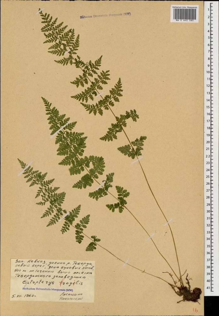 Пузырник папоротник