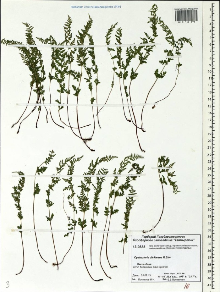 Пузырник дайка