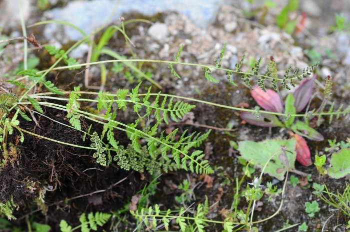 Cystopteris dickieana