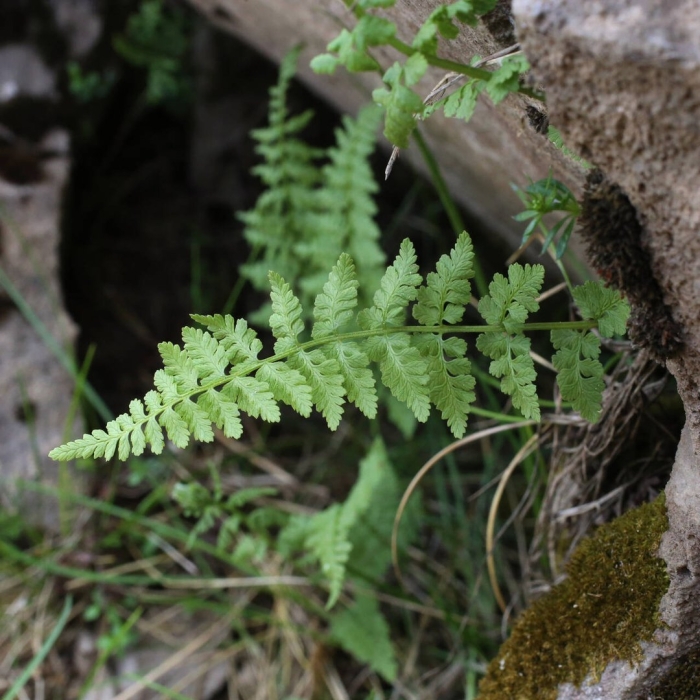 Cystopteris bulbifera