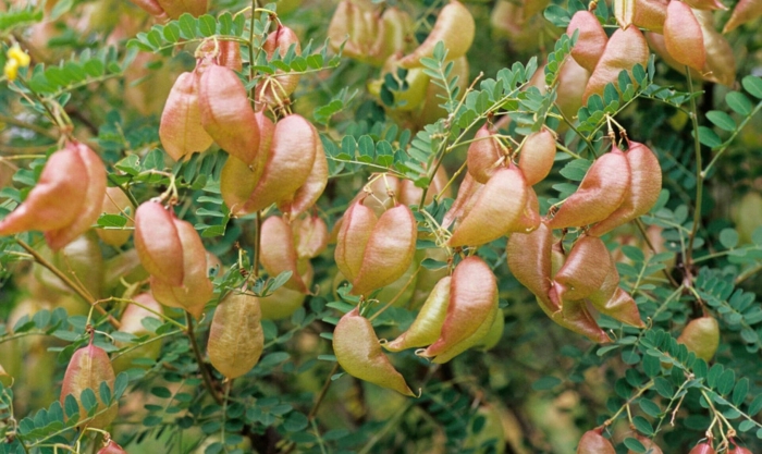 Пузырник восточный