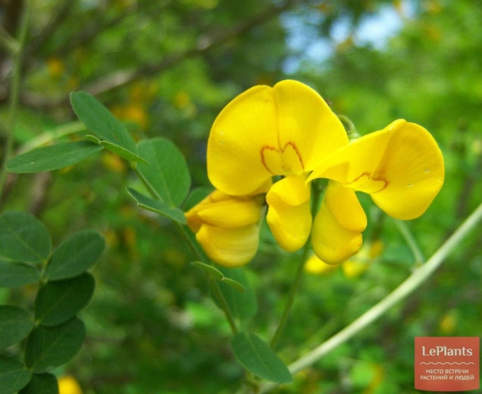 Пузырник древовидный (colutea arborescens)