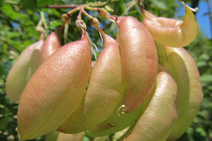 Пузырник древовидный