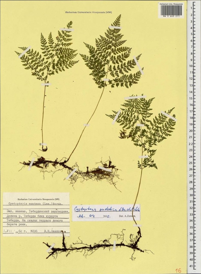 Cystopteris sudetica