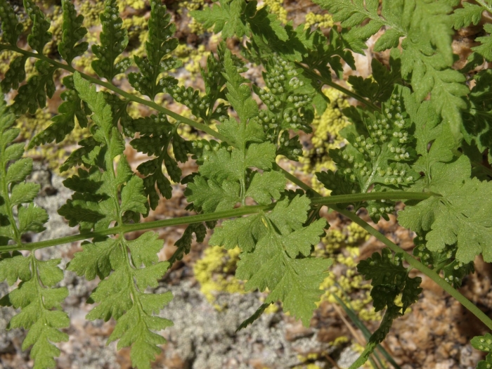 Пузырник папоротник