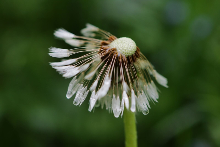 Цветок похожий на одуванчик