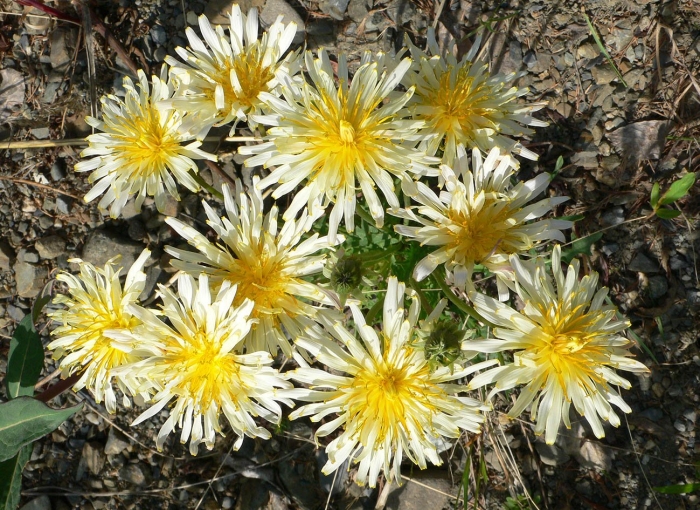 Taraxacum rubrifolium