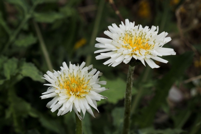Одуванчик белоязычковый taraxacum leucoglossum
