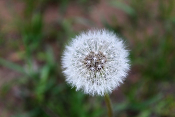 Пушистый одуванчик