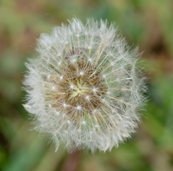 Одуванчик белый