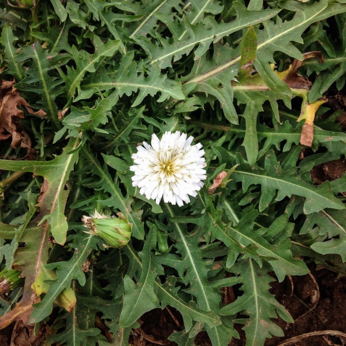 Одуванчик полевой лекарственный