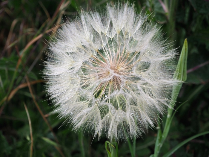 Taraxacum officinale семейство
