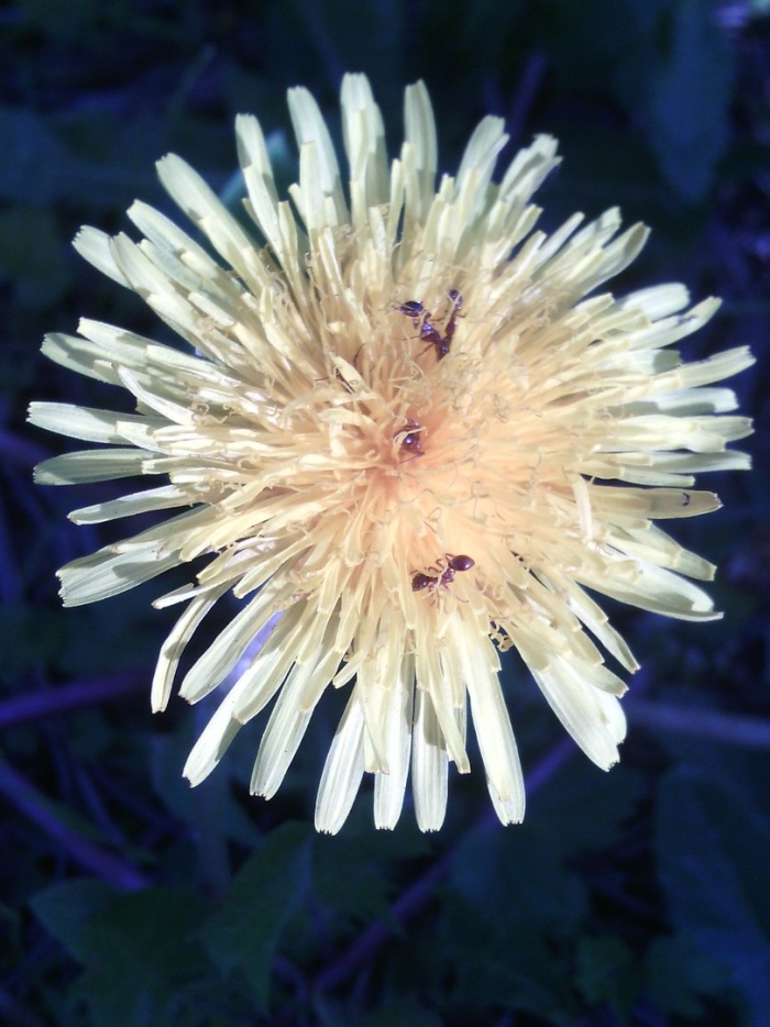 Белоязычный одуванчик