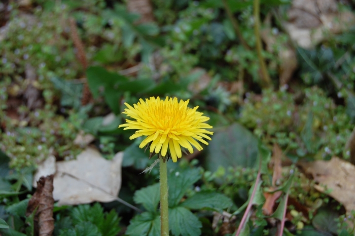 Taraxacum officinalis