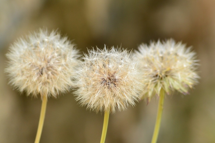 Одуванчик белый