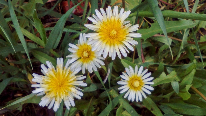 Taraxacum albescens