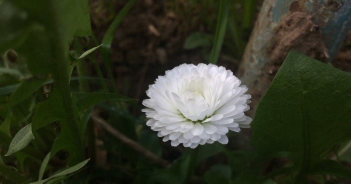 Маргаритка помпонная белая