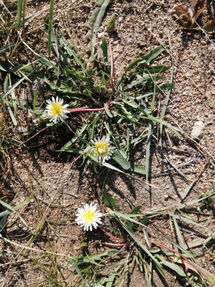 Одуванчик турьемысский