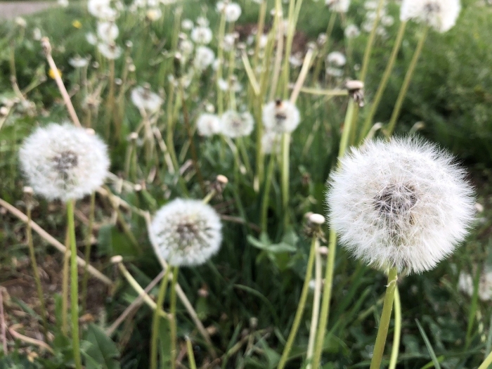 Цветы похожие на одуванчик