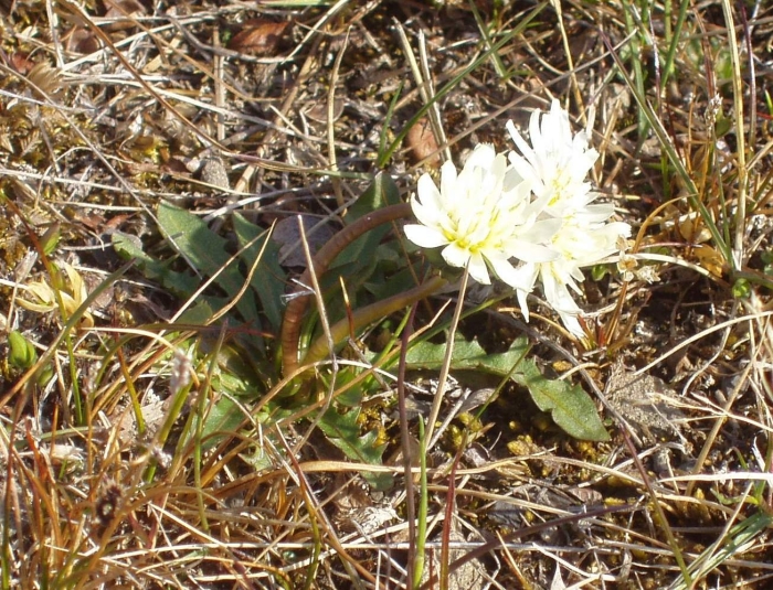 Taraxacum leucoglossum