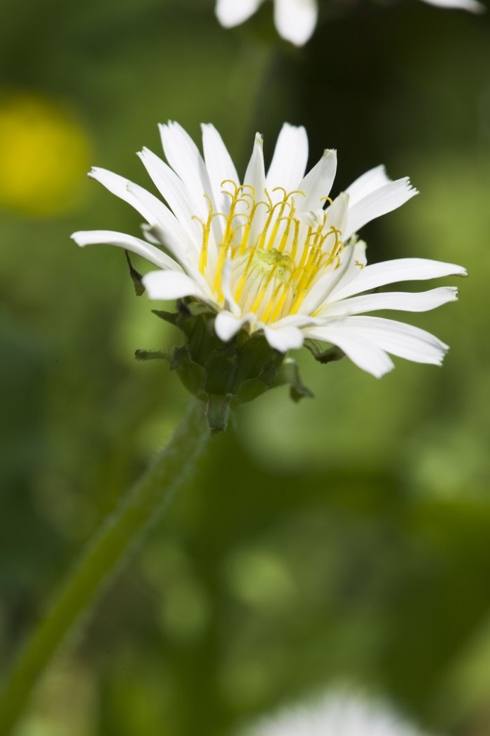 Taraxacum albidum