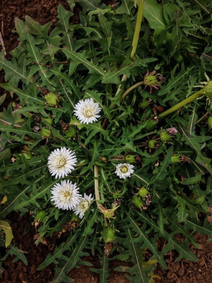 Taraxacum albidum