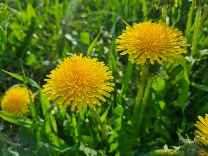 Одуванчик taraxacum officinale