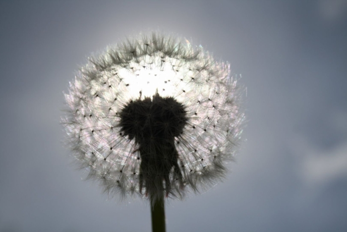 Пушистый одуванчик
