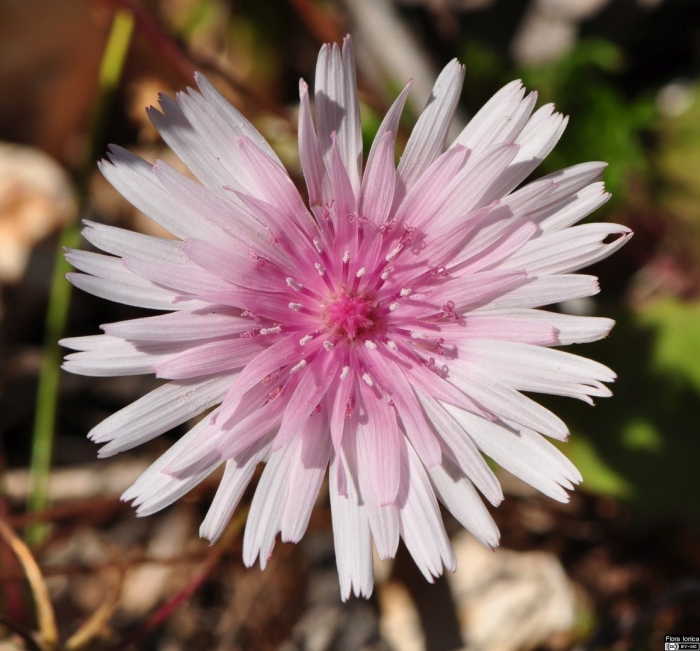 Скерда (крепис