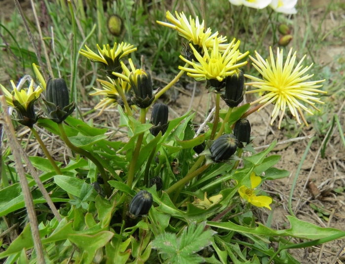 Taraxacum brachyrhynchum