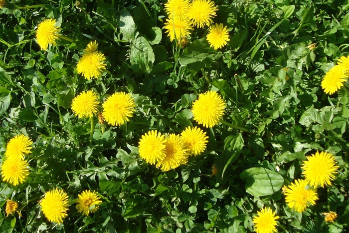 Одуванчик лекарственный