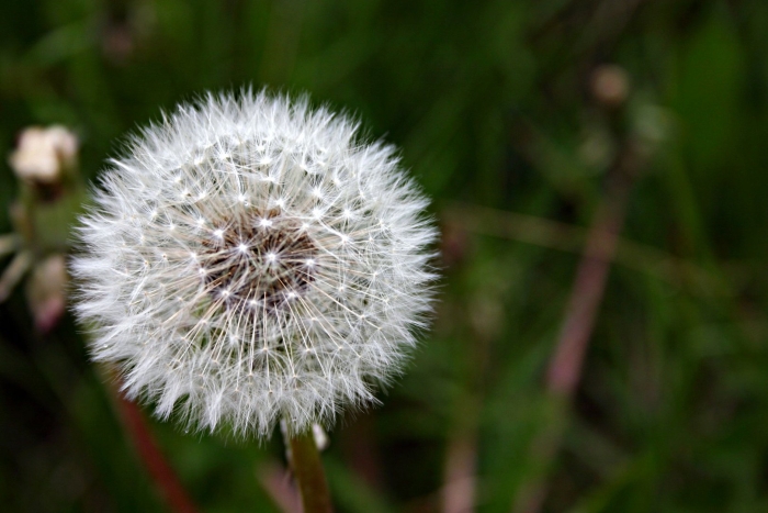 Taraxacum officinale